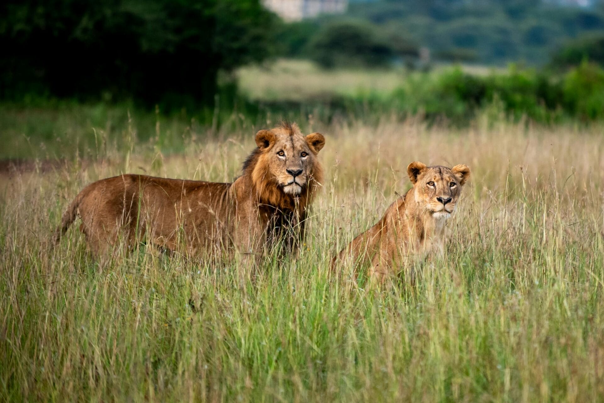 Mara Camps