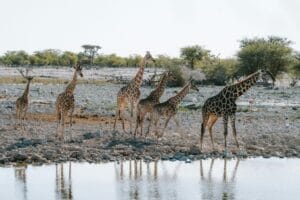 Safari Holiday Namibia