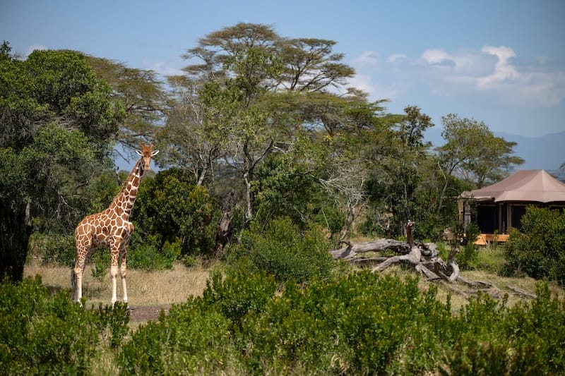 The River Camp - Giraffe and tent