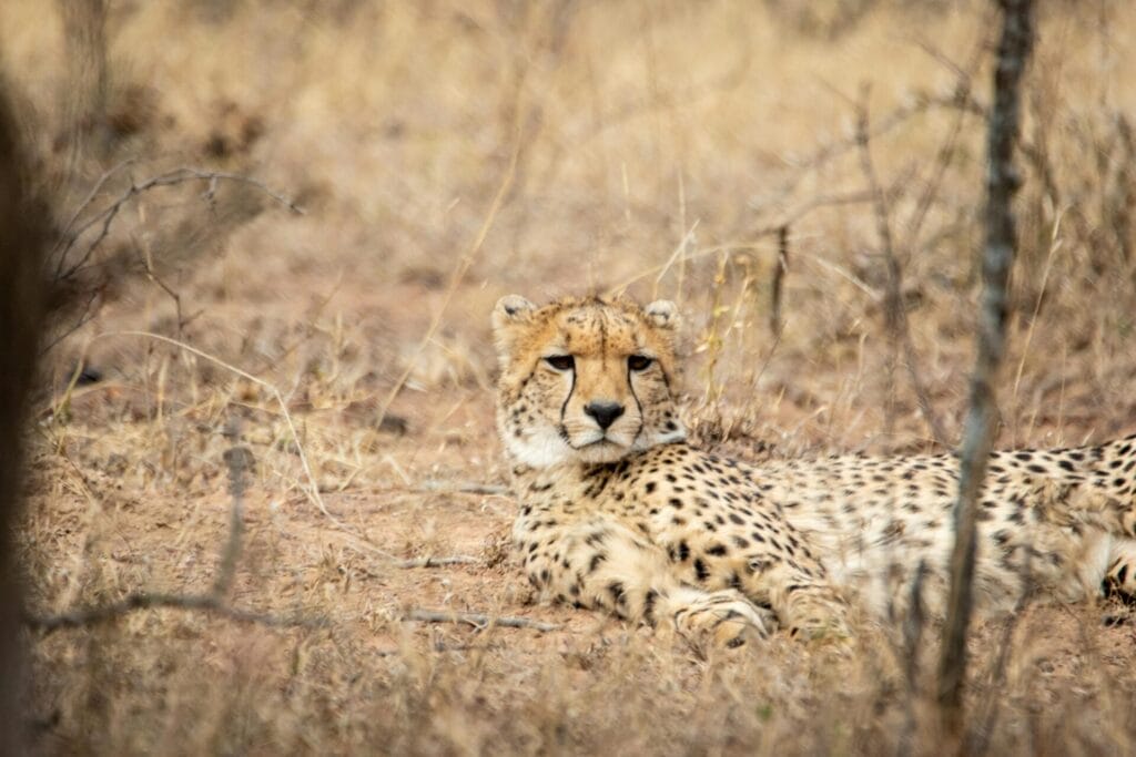 Cheetah resting on dry savannah grassland in its natural habitat, showcasing spotted coat and wildlife behaviour