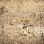 Cheetah resting on dry savannah grassland in its natural habitat, showcasing spotted coat and wildlife behaviour
