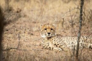 Cheetah resting on dry savannah grassland in its natural habitat, showcasing spotted coat and wildlife behaviour