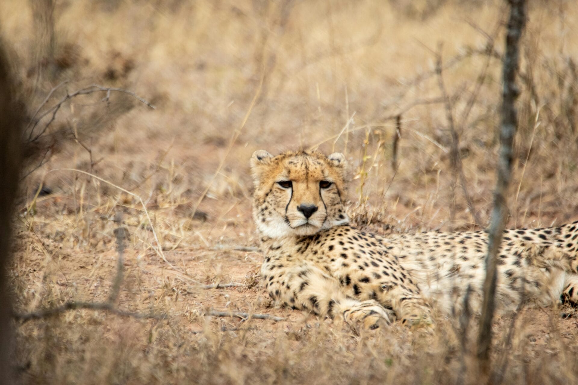 Cheetah resting on dry savannah grassland in its natural habitat, showcasing spotted coat and wildlife behaviour