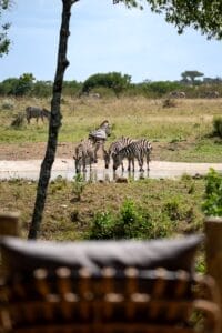 Lerai Safari Camp - Zebra at waterhole