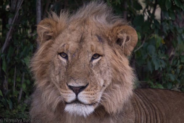 Loita Migration- photo credit Nirmalya Banerjee