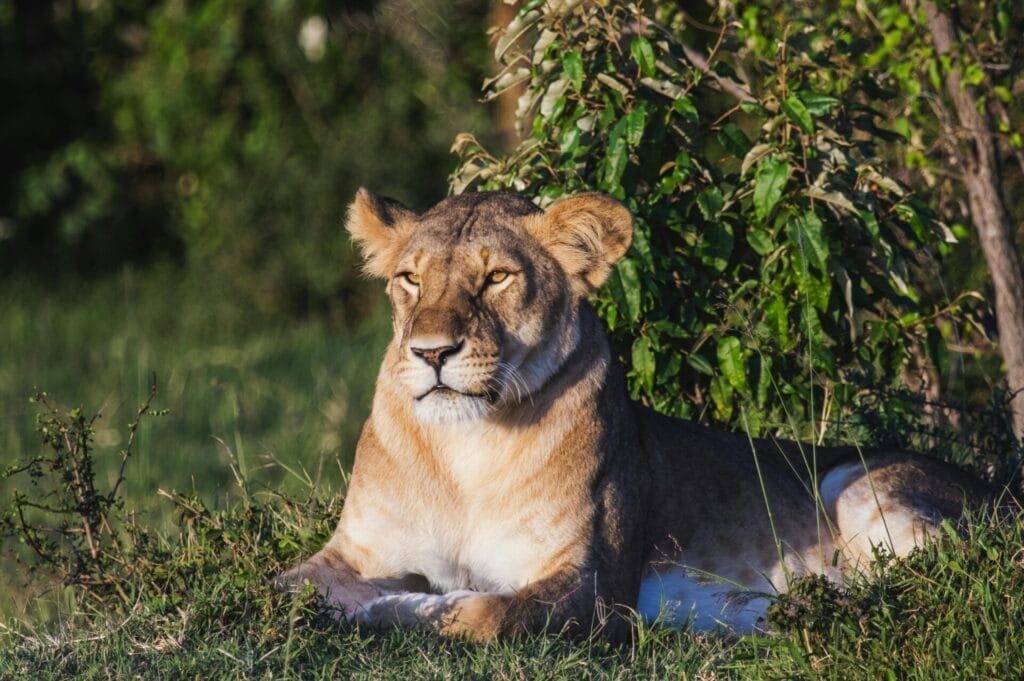 Luxury Safari Kenya
