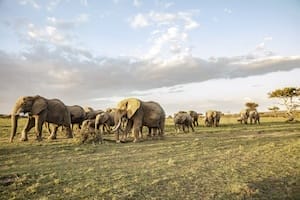Ol Kinyei Conservancy - Elephants - Photo credit Tomas Rodriguez