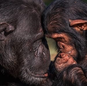 Ol Pejeta Conservancy - Behind the scenes with Chimpanzees