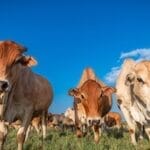 Ol Pejeta Conservancy Livestock - Wildlife Integration