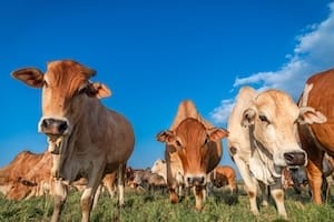 Ol Pejeta Conservancy Livestock - Wildlife Integration