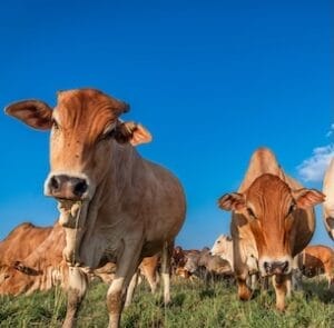 Ol Pejeta Conservancy Livestock - Wildlife Integration