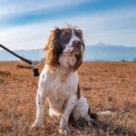 Ol Pejeta Conservancy - Dog Tracking