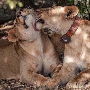 Ol Pejeta Conservancy - Lion Tracking