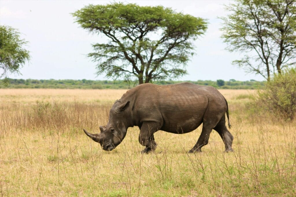 Rhino