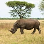Rhino