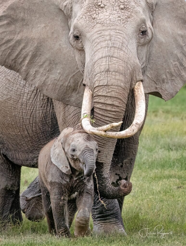 Amboseli Elephant - photo credit Julie Roggow