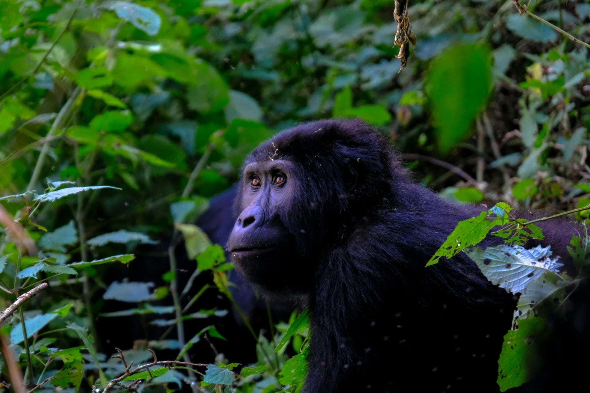Gorilla in dense green forest vegetation looking into the distance