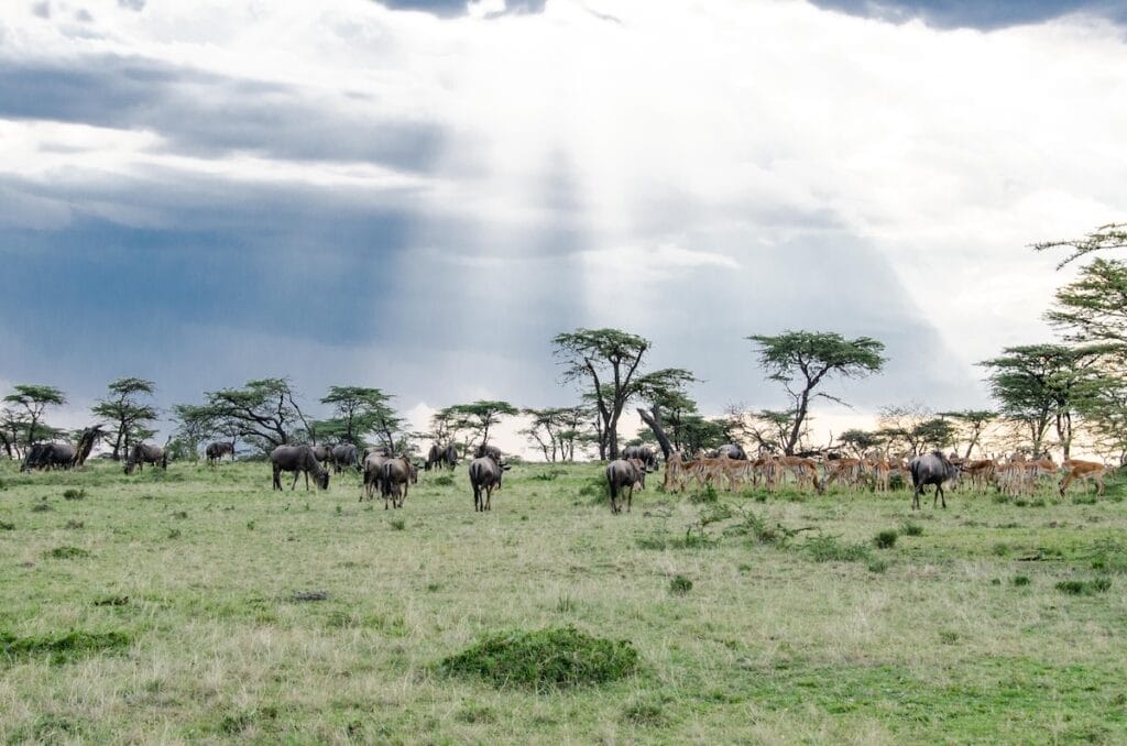 Ol Kinyei Conservancy - photo credit Robert DiPietro