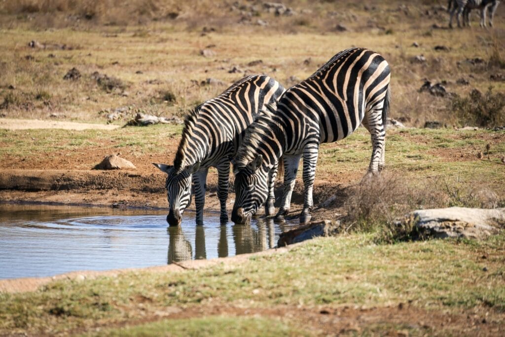 Two zebras drinking water from a small pond