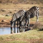 Two zebras drinking water from a small pond