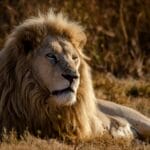 Male lion resting on dry grass in the wild