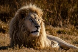 Male lion resting on dry grass in the wild