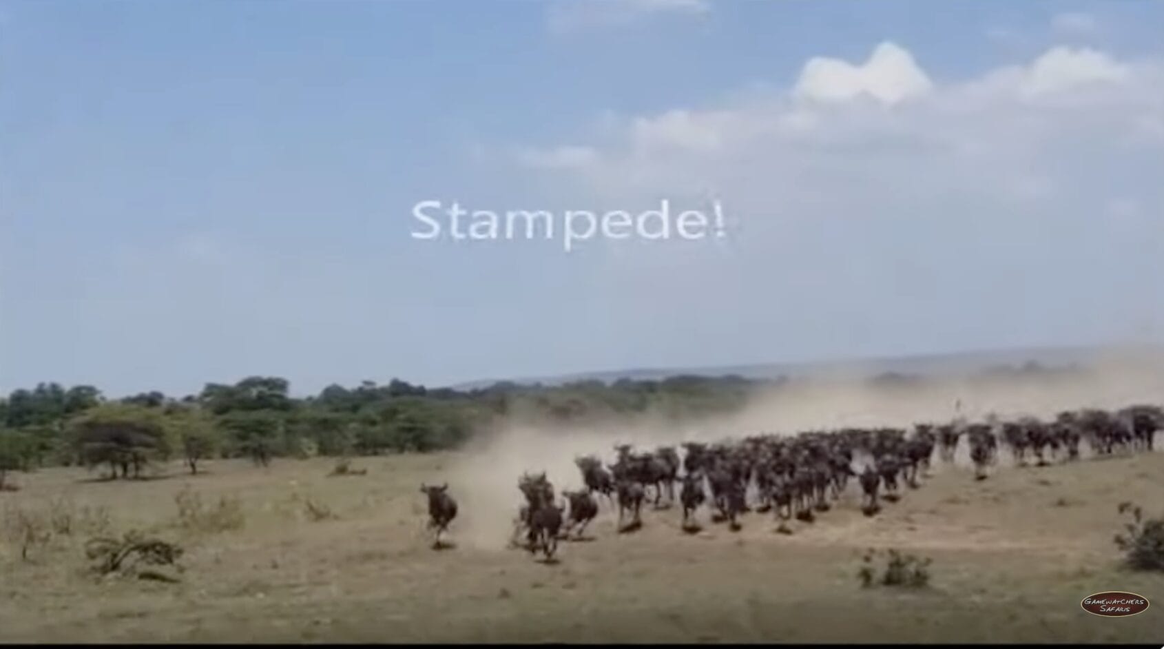 Stampede Image