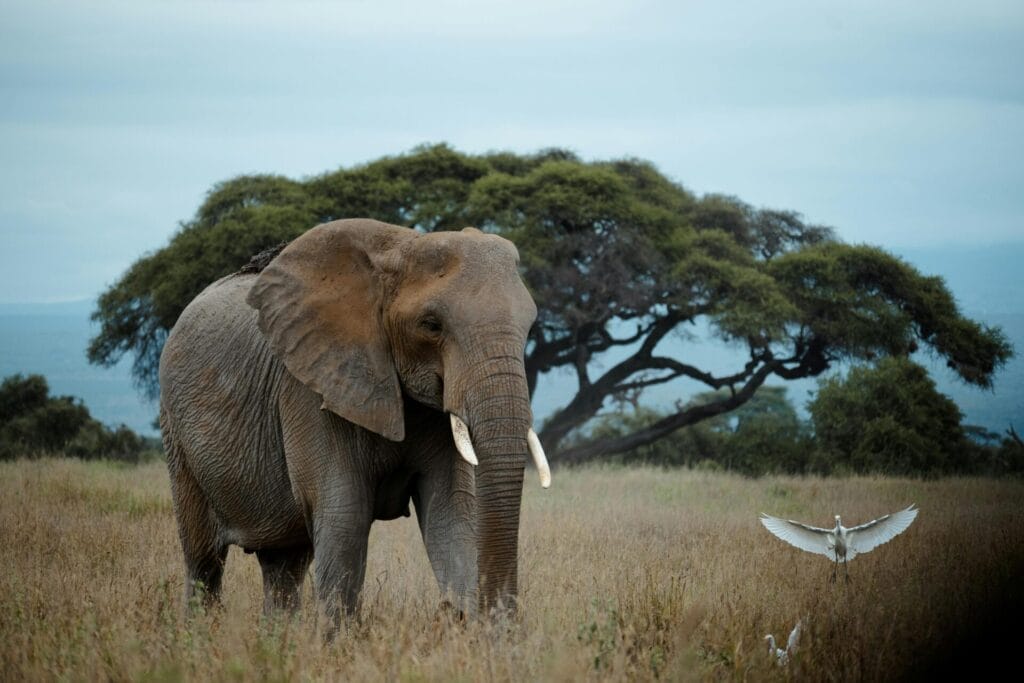 African elephant walking in dry grass with a large tree in the background and a white bird flying.