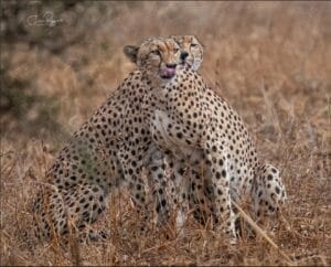 Cheetah in rain cuddle - photo credit Julie Roggow