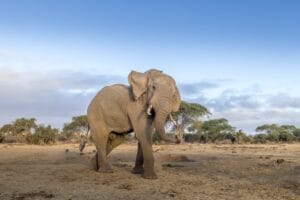 Elephant - photo credit Alison Mees