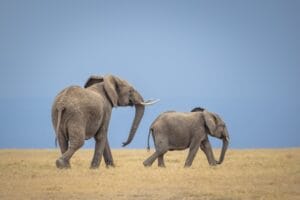 Elephants - photo credit Alison Mees