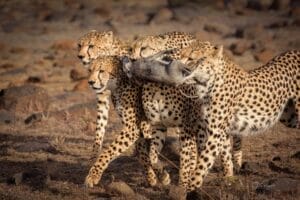 Cheetahs in Kenya photo credit Julie Roggow