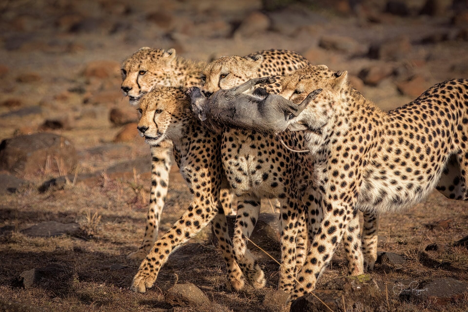 Cheetahs in Kenya photo credit Julie Roggow