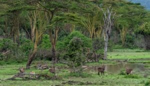 Ol Kinyei Conservancy photo credit Julie Roggow