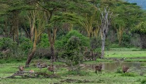 Ol Kinyei Conservancy photo credit Julie Roggow