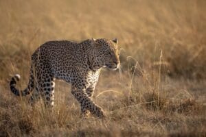 Leopard - photo credit Alison Mees