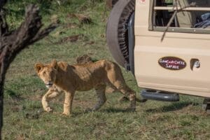 Lion by Gamewatches Safari Vehicle photo credit Julie Roggow
