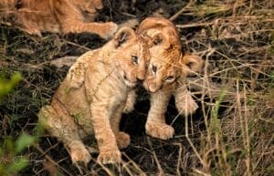 Lion Cubs Hug - Porini Rhino Camp - photo credit Julie Roggow