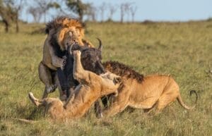 Lion male female taking down buffalo Julie Roggow | Gamewatchers Safaris