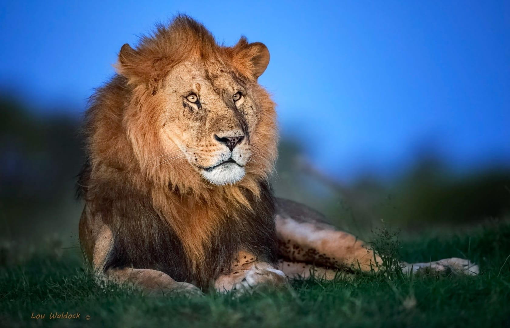 Lion with blue sky - photo credit Lou Waldock