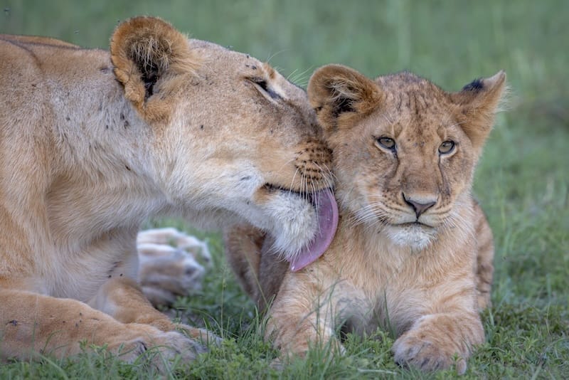 Lion - photo credit Alison Mees