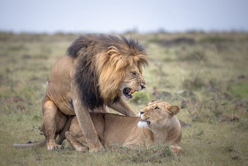 Lion - photo credit Alison Mees