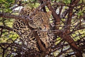 A picture of a a Leopard taken at Porini Lion Camp - photo credit Julie Roggow.