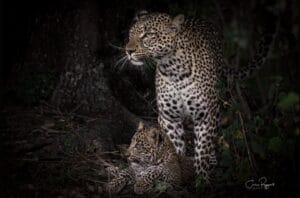 Leopard with cub at Porini Lion Camp - photo credit Julie Roggow