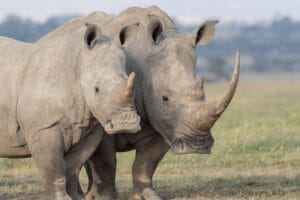 Rhino - photo credit Alison Mees