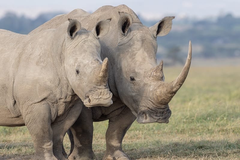 Rhino - photo credit Alison Mees