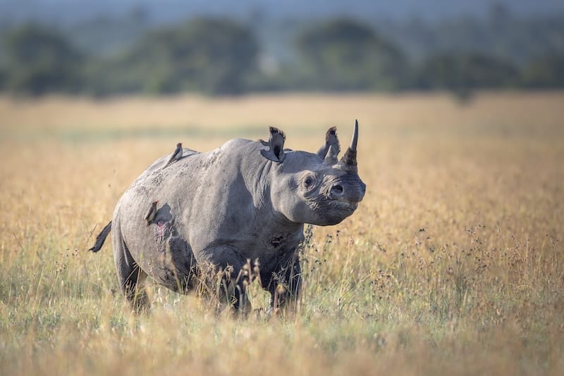 Rhino - photo credit Alison Mees