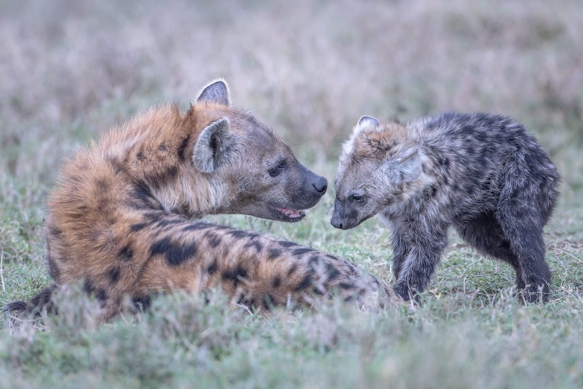 Mother greets her baby hyena. Taken on safari in Kenya by Alison Mees