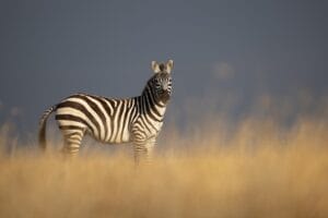 Zebra - photo credit Alison Mees