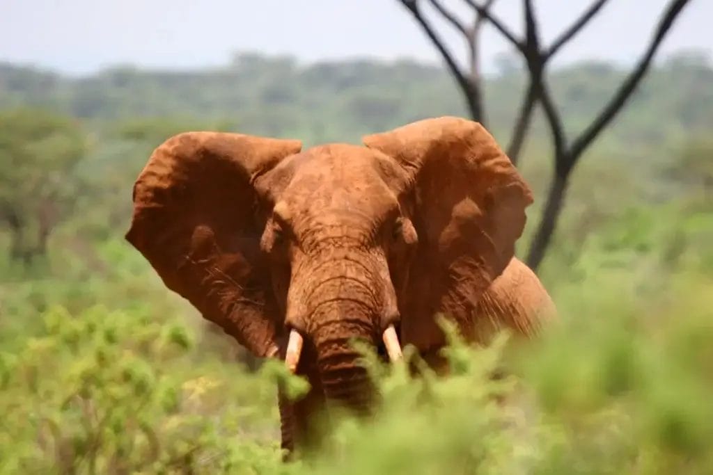 Elephant on a game drive from Lentorre Lodge in Olkirimatian Conservancy in Kenya